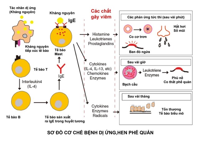 những loại thuốc cần tránh cho bệnh nhân hen phế quản